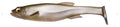 Megabass MAGDRAFT 6" Brownie