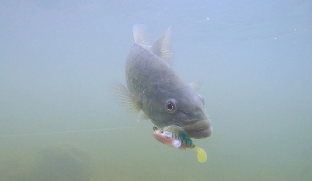 Megabass DARK SLEEPER DARK SHAD 3.8" 1oz
