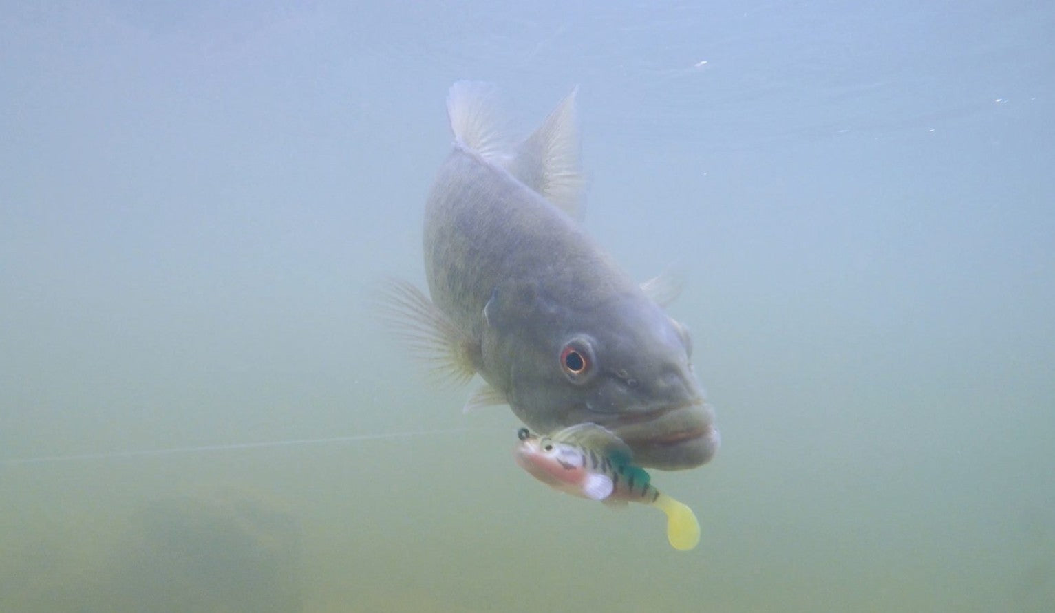 Megabass DARK SLEEPER DARK SHAD 3.8" 1oz