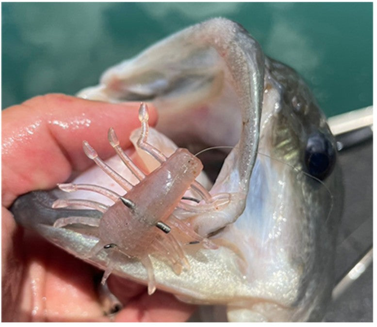 Deps 1.2" Wigglebug